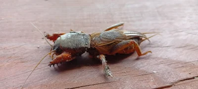 Slodkazielonka - #owady #natura #kiciochpyta

Co to za owad?