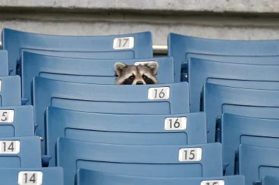 janushek - #trashpandas #smiesznypiesek