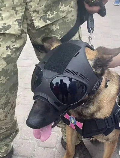 Lu7yn - ( ͡º ͜ʖ͡º)

#ukraina #pies #pieseczkizprzypadku #wojna #rosja