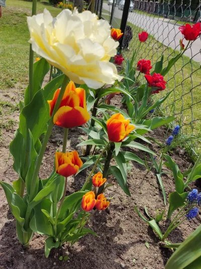 Sylwunia - Moje słodziutki mini tulipanki 乁(♥ ʖ̯♥)ㄏ
#ogrod #ogrodnictwo #rosliny #kwi...