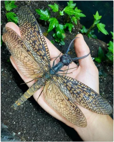 Banri - ᄽὁȍ ̪ őὀᄿ

#owady #GiantChineseDobsonfly #killitwithfire