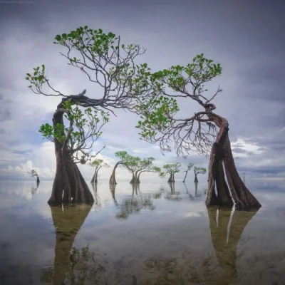 cheeseandonion - >The Dancing Trees of Sumba Island, Indonesia

#drzewa