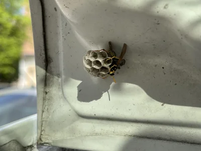KubaJam - Pszczoła założyła sobie gniazdo w samochodzie z #umniewbarze 

Podpowiedzci...