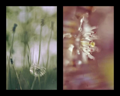 Lecerdian - Najbardziej odstresowujące dla mnie, jest fotografowanie kwiatków i rośli...
