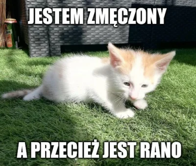 elf_pszeniczny - @xandra: eh kotoni...