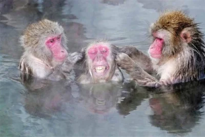 ef4L - Toć już Aleksander Fredro pisał o małpie w kąpieli...
#heheszki #zwierzaczki ...