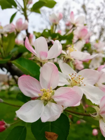 Dawidokido11 - #wiosna #kwiaty #rosliny #natura