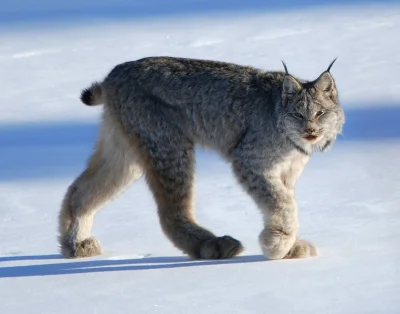 szarytkarz - Ryś kanadyjski (Lynx canadensis)– gatunek drapieżnego ssaka z podrodziny...