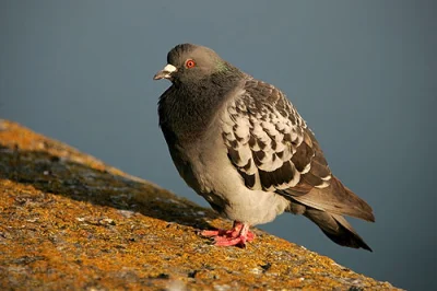 asadasa - Rok temu przeprowadziłam się do wynajmowanego mieszkania z balkonem. Balkon...