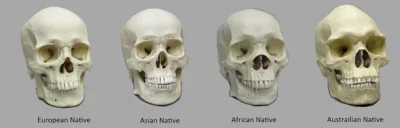 elim - Chociażby są różnice w kształcie czaszek: