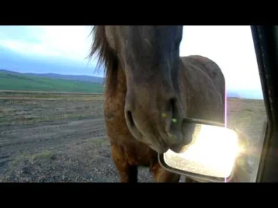 Arw165 - Akurat my wiemy najlepiej, jakie islandzkie konie są wyjątkowe.