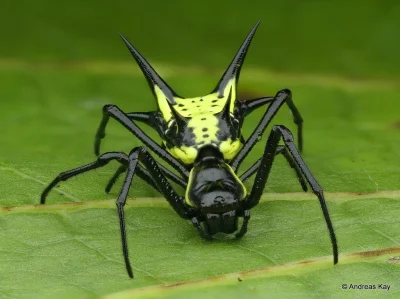 likk - zamiast powitania słów #porannaporcja Micrathena vigorsiów
 
Micrathena vigo...