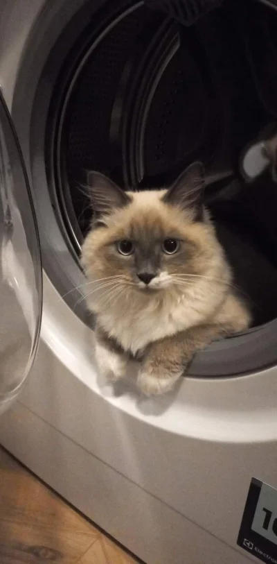 czarrny - Wasze koty też pilnują pralki ?
#pokazkota #kitku