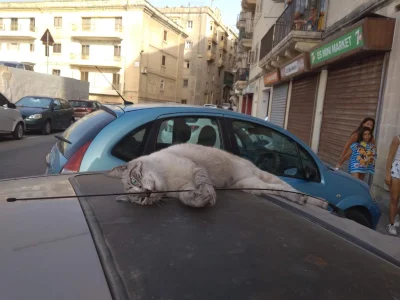 rail_man - @somskia: też mam fotkę z maltańskim kotem na dachu samochodu :D