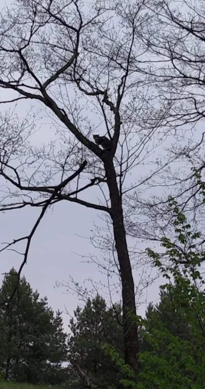 Chlejus - Kot wlazł na zajebiście wysokie drzewo i zejść nie może. Drabiny są za krót...