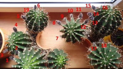kicek3d - #rosliny #kaktus #ogrodnictwo

Miesiąc temu było 9, teraz 19 (ten się sch...