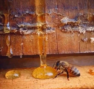 Castellano - Pszczoła żyje mniej niż 40 dni. Odwiedza co najmniej 1000 kwiatów i prod...
