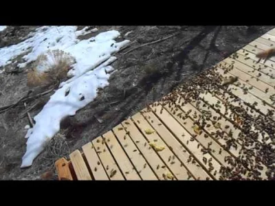 FFFFUUUU - tu są dobre filmiki o pszczelarstwie jak by co Cody's Lab