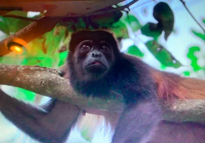 Amikamamy - Wiedzieliście że panamskie małpy są takie czekoladowe ?
Urocza ale ,,str...