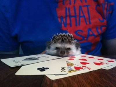 Tumurochir - MAKAO!

Idioto, przecież gramy w pokera


#jeze #zwierzaczki #kapit...