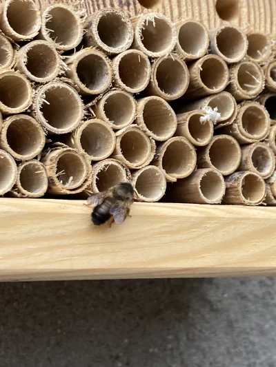 Natna213 - @jascen: Kupiłam domek i kokony. Pszczółki maja się bardzo dobrze, prowadz...