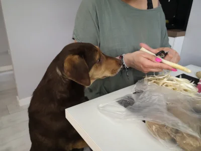cicha_qoda - Czy psy mogą jeść surowe szparagi? Z apetytem wpieprza końcówki szparagó...