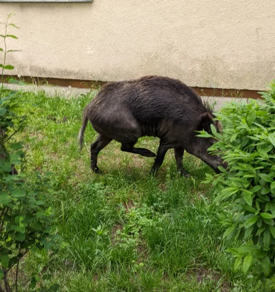 drinkIT - pod blokiem pałęta mi się kilka zmutowanych czelebańskich dalmatyńczyków 
...