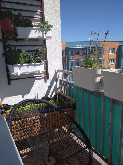 kjut_dziewczynka - Przedstawiam mój balkon i tegoroczne uprawy stworzone głównie ze ś...