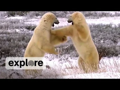 Rasteris - Niedźwiedzie polarne mają lepszą technikę.