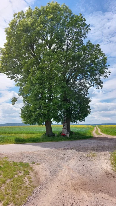 polock - Legenda mówi, że koło tego drzewa słychać nocą płacz dziecka, które zostało ...