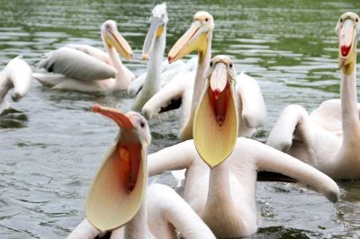 SynGilgamesza - prawackie pelikany jak zawsze z rakiem xD