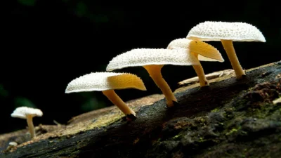 LubieChleb - Pestalotiopsis microspora - niby grzyb jak grzyb, ani kształt wyjątkowy,...