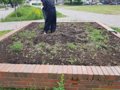 jakistajnylogin - Tak wyglądał kwietnik wcześniej. Łykajcie dalej tego pisowskiego sz...