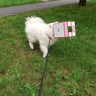 M_longer - Loki szuka krowy

#niedzwiedzpolujacynagalezie #samoyed #psy #pokazpsa