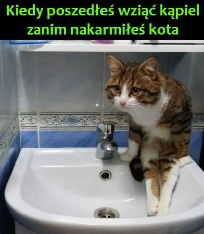 johnblaze12345 - #humorobrazkowy #heheszki #koty #memy #kitku
