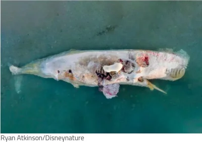 cheeseandonion - >Polar Bears Feast on Sperm Whale

#natureismetal