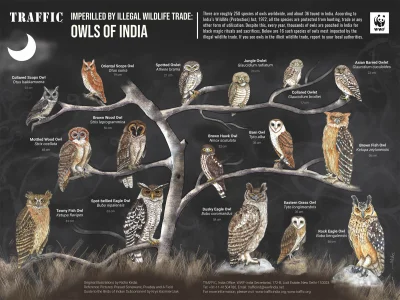 Lifelike - #graphsandmaps #ornitologia #ptaki #sowy #indie #infografika