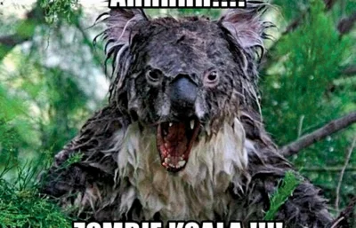Jarek_P - @merti: nie no, nie wszystko jest jeszcze słodki i niegroźny misiek koala :...