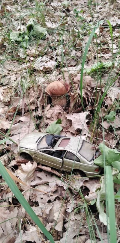 LubieChleb - Znalezisko jednego grzybiarza - czyżby krasnoludki przyjechały na grzyby...