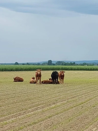 o.....o - i po wielu próbach pędzenia nawet konno nie udało się ich zagonić w odpowie...