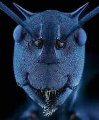 smooker - #mrowka #natura
Głowa mrówki pod mikroskopem.