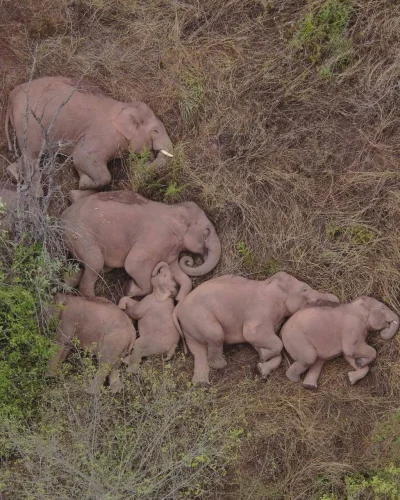 contrast - Rodzina śpiących słoni "schwytana" przez drona w chińskiej prowincji Yunna...