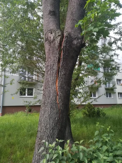KolejnyMirek - Na pewnym osiedlu w #czestochowa jest sobie takie oto drzewo. Dzwoniłe...