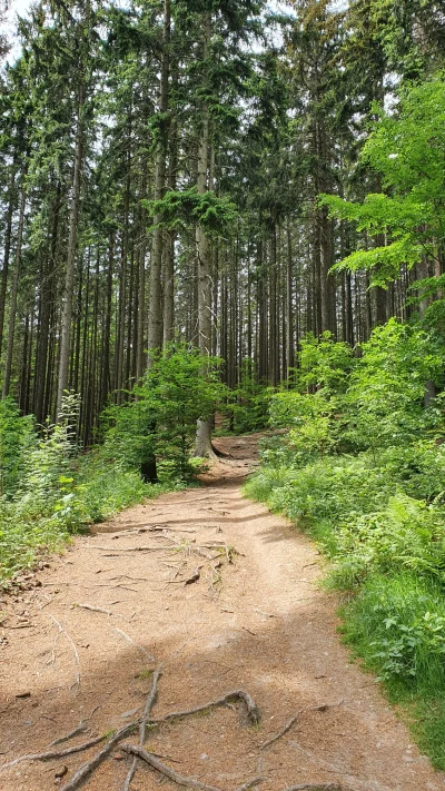 Brant - W jakim sklepie mogę kupić spodnie trekkingowe dla krasnali? Wzrost ~170, rac...