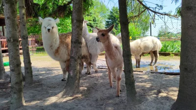 piotrusieQ - W sumie to kiedyś wrzuciłem zdjęcie alpak moich rodziców i się spodobały...