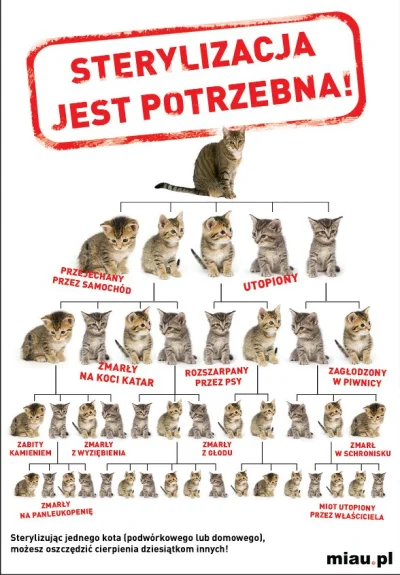 Zerero - "Sterylizując jednego kota możesz zaoszczędzić cierpienia dziesiątkom innych...