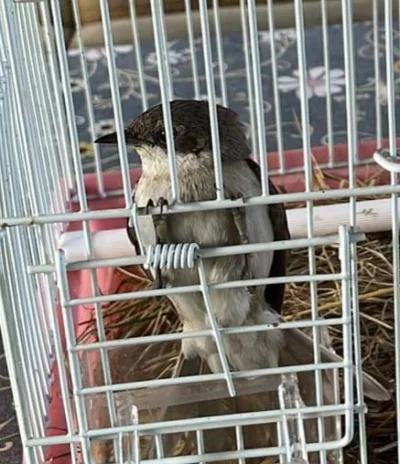 Gulgava - Czy jakiś znawca powie, co to za ptaszyna? Coś jaskółkowatego? Chyba przetr...