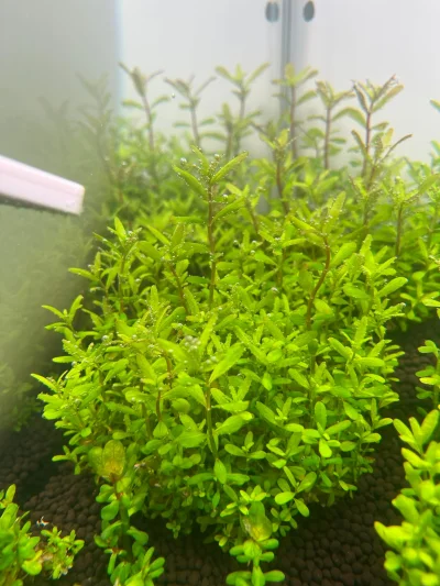 matssomer - ale mi dziad bąbluje (｡◕‿‿◕｡)
#akwarystyka