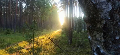 Trauma_Teddy - Nie jest to najgorszy urlop na którym byłem(ʘ‿ʘ)
#bushcraft #las #urlo...