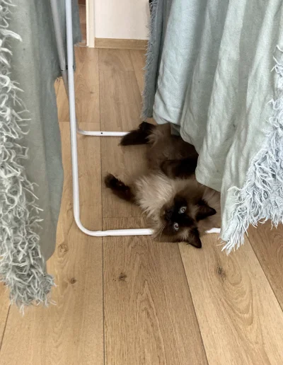 Alicjusz - Czy wasze koty też lubią leżeć pod suszarką? #kiciorz czasem leży nawet ja...